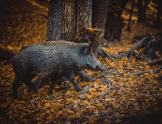 Wilderei in Siegen: Polizei sucht Täter nach Tod von Wildschwein