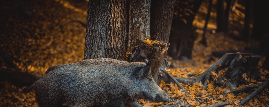 Wildunfall in Ludwigslust-Parchim: Schwangere verletzt