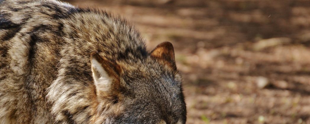 Wölfe in Schleswig-Holstein: Mehrere Todesfälle am Wochenende