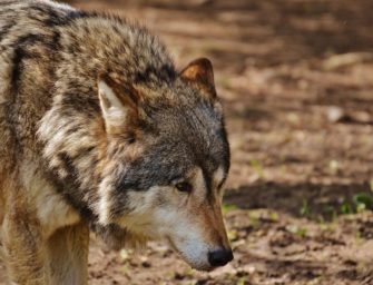 Wölfe in Schleswig-Holstein: Mehrere Todesfälle am Wochenende