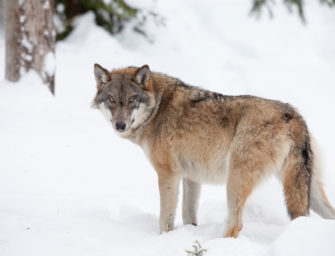 Geplante Wolfsjagd durch Tierschützer blockiert