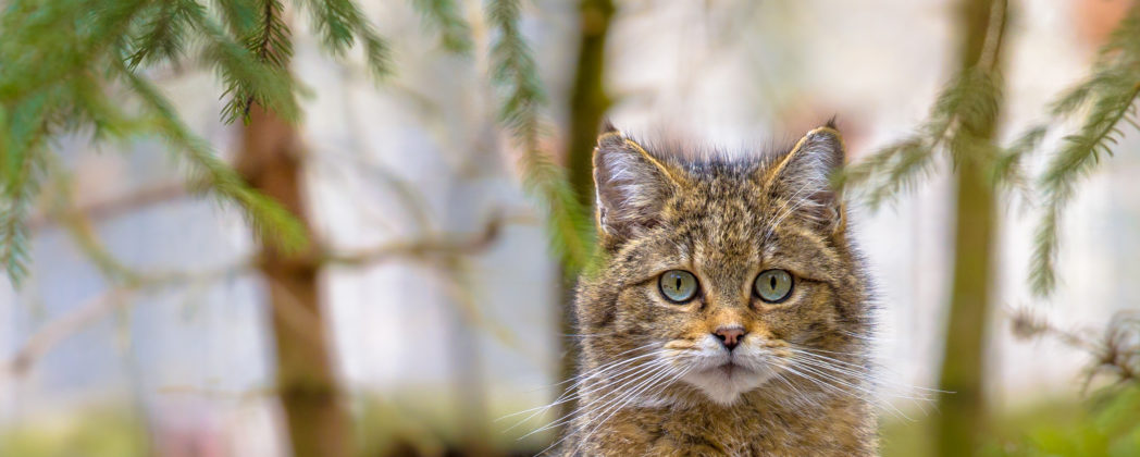 Artenschutz-Sensation: Jäger rettet Wildkatze