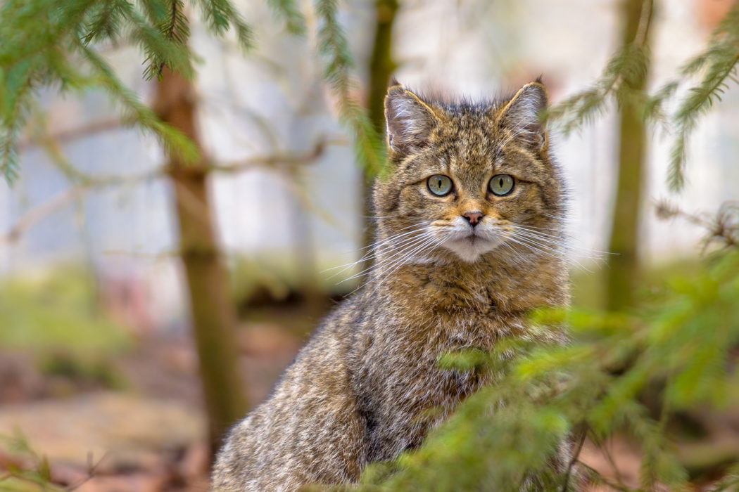 European wild cat, Europäische Wildkatze