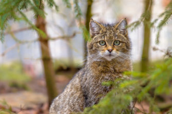 Artenschutz-Sensation: Jäger rettet Wildkatze