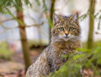 Artenschutz-Sensation: J&auml;ger rettet Wildkatze