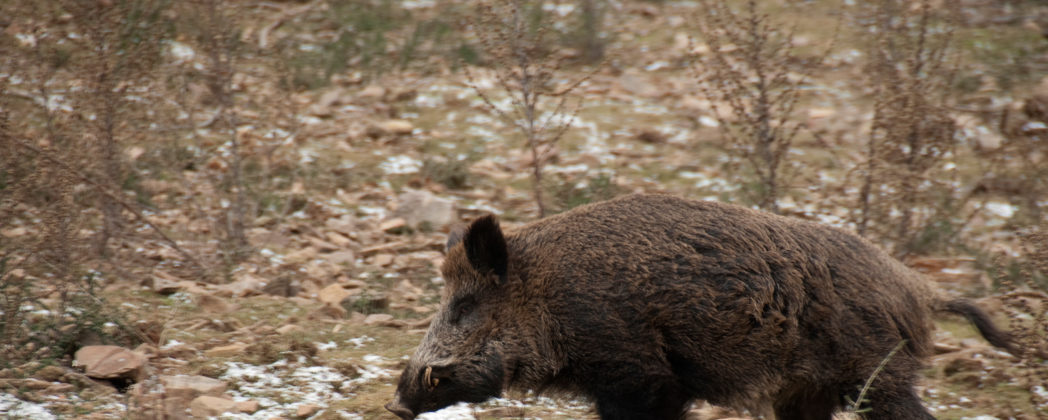 Neues ASP-Virus bei Wildschweinen– stammt es aus einem Labor?