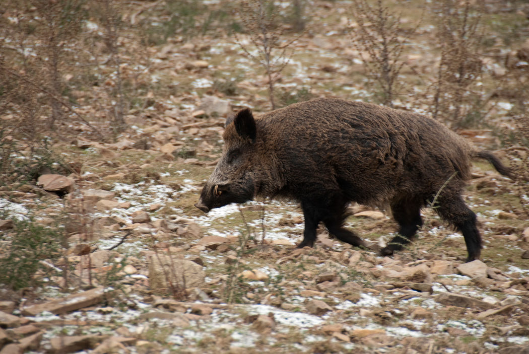 Wildschwein_Spanien_Keiler
