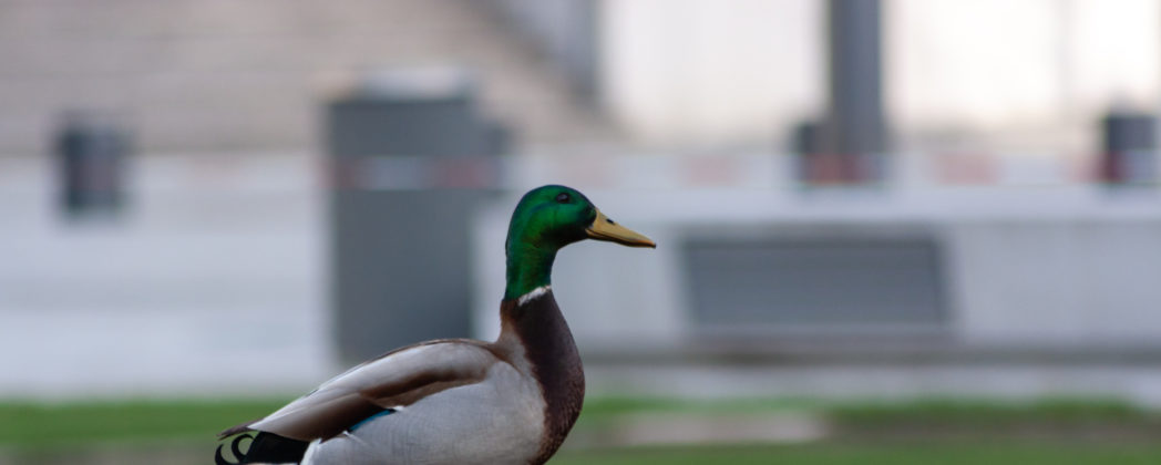 Stockente gewildert und gefangen gehalten – 6000 Euro Strafe