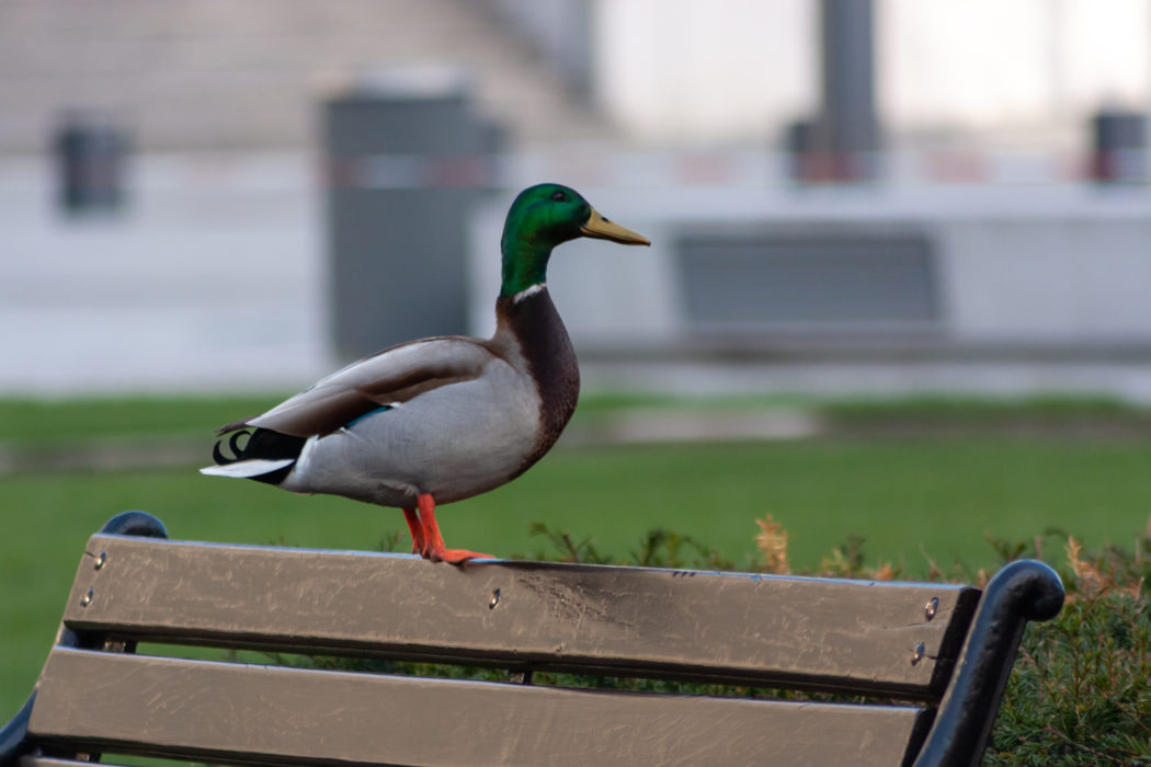Stolzer Stockenten-Erpel posiert auf einer Parkbank für ein Foto-Shooting
