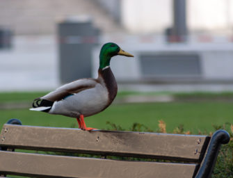 Stockente gewildert und gefangen gehalten &ndash; 6000 Euro Strafe