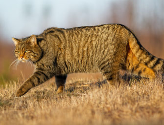 Der Unterschied zwischen Hauskatze und Wildkatze
