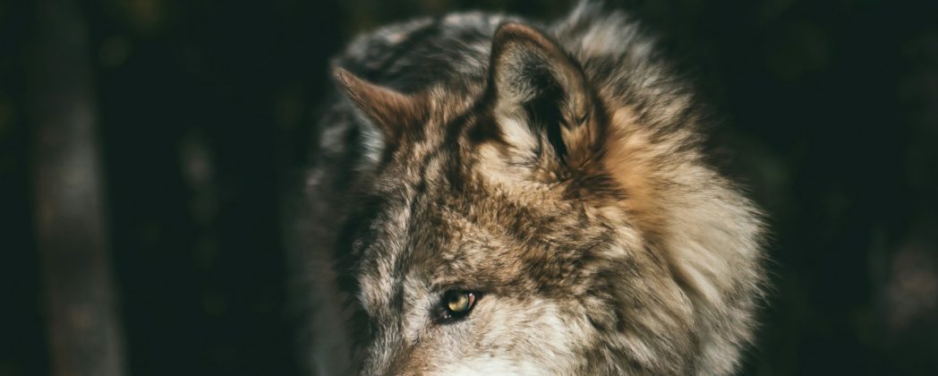 Wolf verendet in Kapelle: Mysteriöser Todesfall