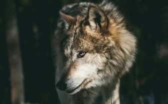 Wolf verendet in Kapelle: Mysteriöser Todesfall