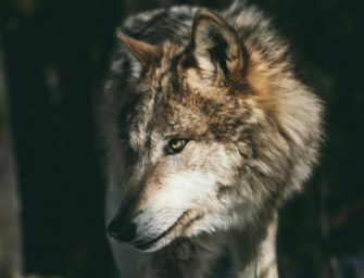 Wolf verendet in Kapelle: Mysteriöser Todesfall