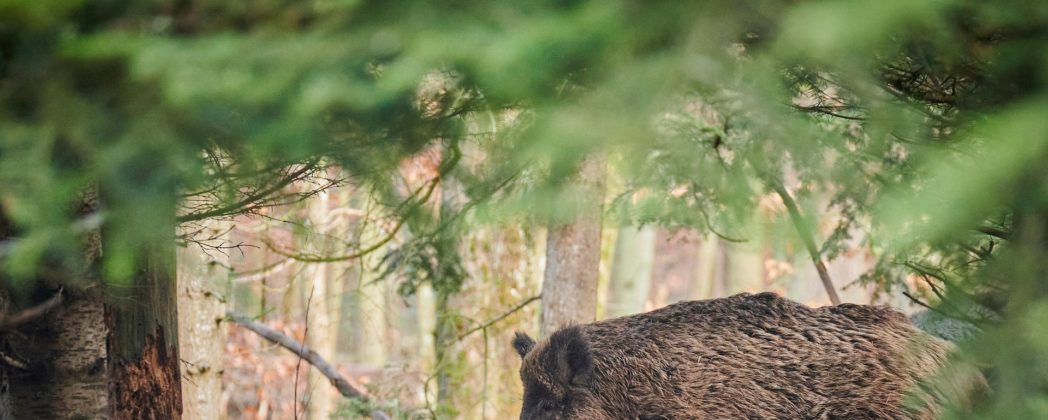 Schwerer Wildunfall auf A2: Mehrere Wildschweine auf der Straße