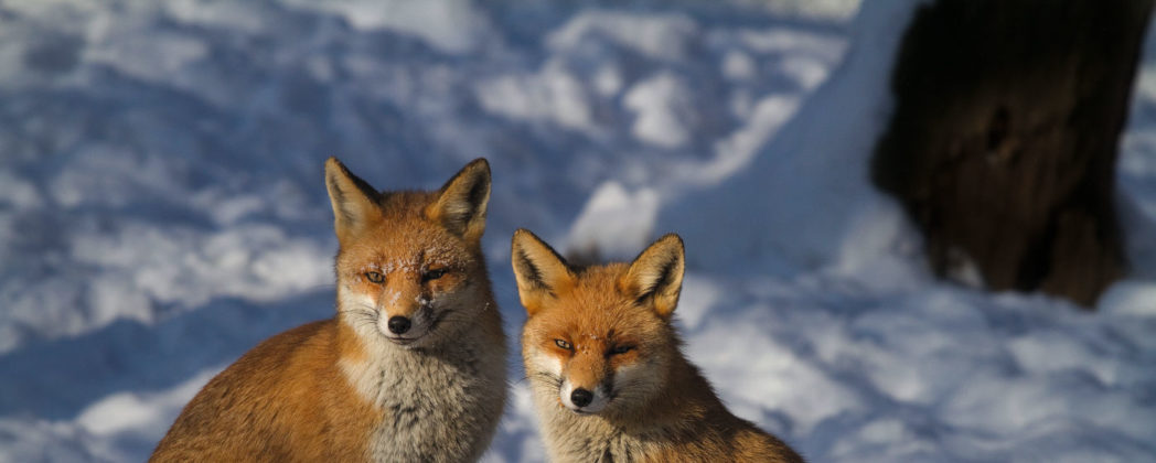 Die winterliche Fuchsranz: Warum laufen Füchse jetzt so weit?