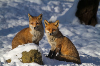 Die winterliche Fuchsranz: Warum laufen Füchse jetzt so weit?