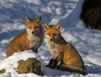 Die winterliche Fuchsranz: Warum laufen Füchse jetzt so weit?