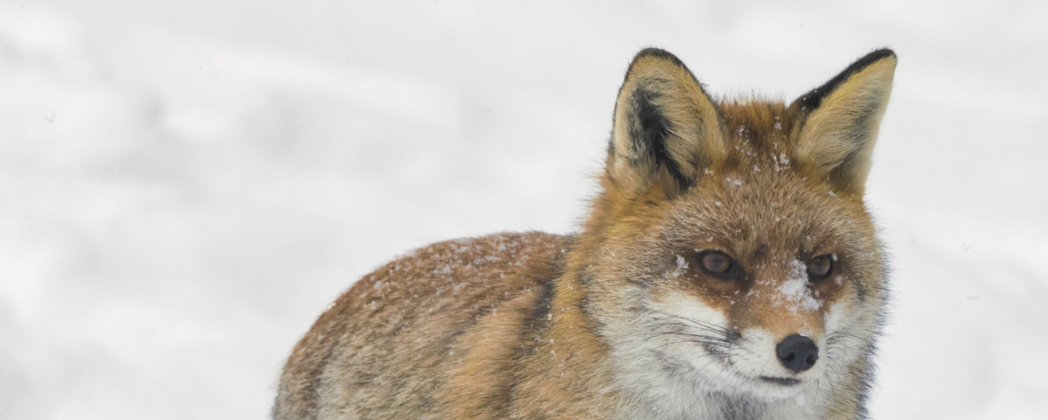 Fuchsranz: die Reizjagd auf Füchse mit Ranzbeller und Co.