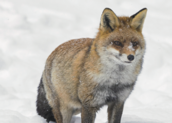 Fuchsranz: die Reizjagd auf Füchse mit Ranzbeller und Co.