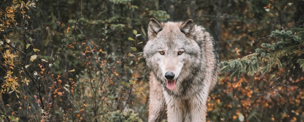 Thema Wolf: Backhaus fordert Änderung an Jagdgesetznovelle