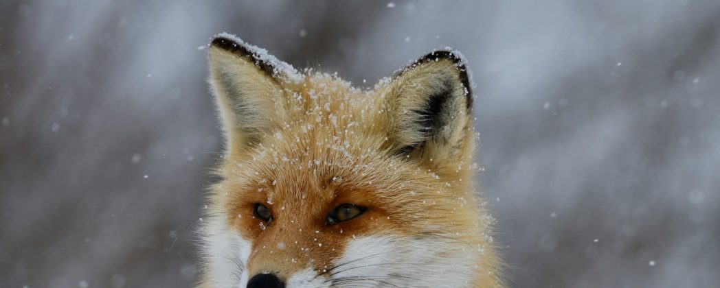 Jäger erschießt Hund statt Fuchs: Fatale Verwechslung