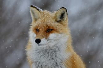 Jäger erschießt Hund statt Fuchs: Fatale Verwechslung