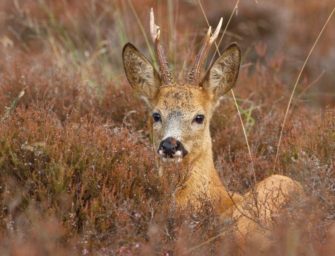 Wilderei bei Regensburg: Abgetrennter Rehkopf alarmiert Jäger