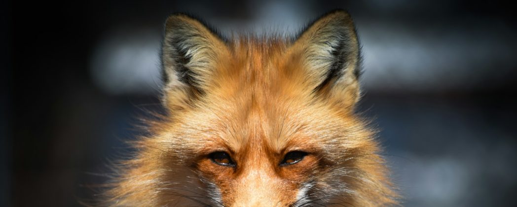 Northeim: Fuchs greift Mädchen an und muss getötet werden