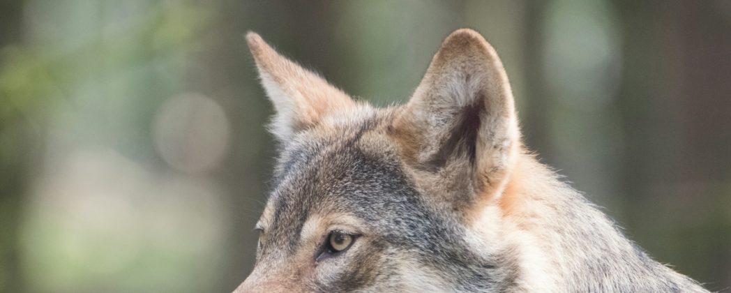 Wolf in Schleswig-Holstein: Jägerschaft bestätigt Wolf in Lutzhöft