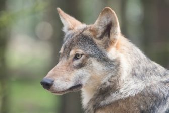 Wolf in Schleswig-Holstein: Jägerschaft bestätigt Wolf in Lutzhöft