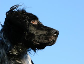 Münsterländer? Jagdhund mit besonderer Geschichte