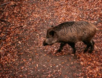 Wildschwein bricht in Swimming Pool in Havel ein: Polizei reagiert