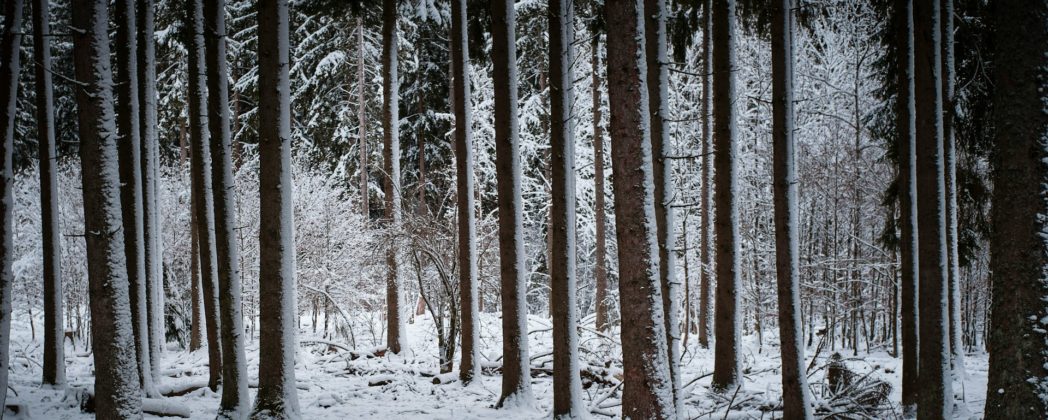 Wildunfall: Wildschwein-Rotte kollidiert mit Zug