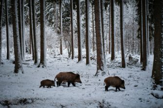 Wildunfall: Wildschwein-Rotte kollidiert mit Zug