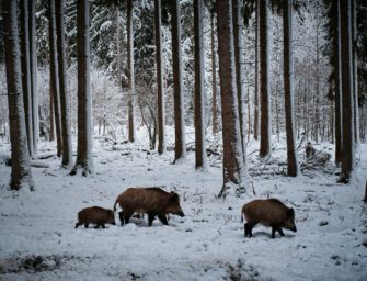 Wildunfall: Wildschwein-Rotte kollidiert mit Zug