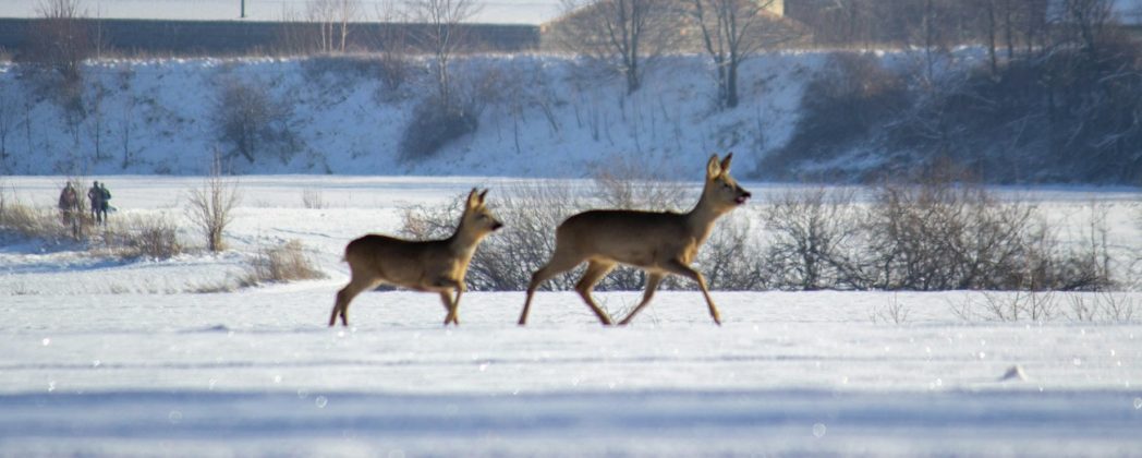 Reh bricht in Fluss ein: Dramatische Rettungsaktion