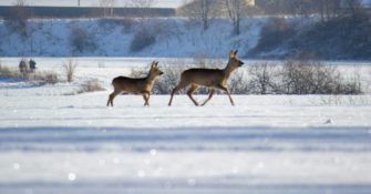 Reh bricht in Fluss ein: Dramatische Rettungsaktion
