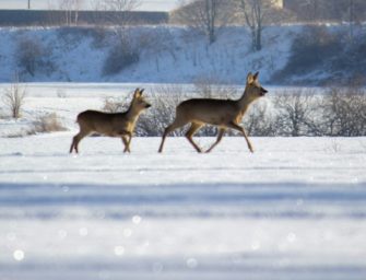 Reh bricht in Fluss ein: Dramatische Rettungsaktion