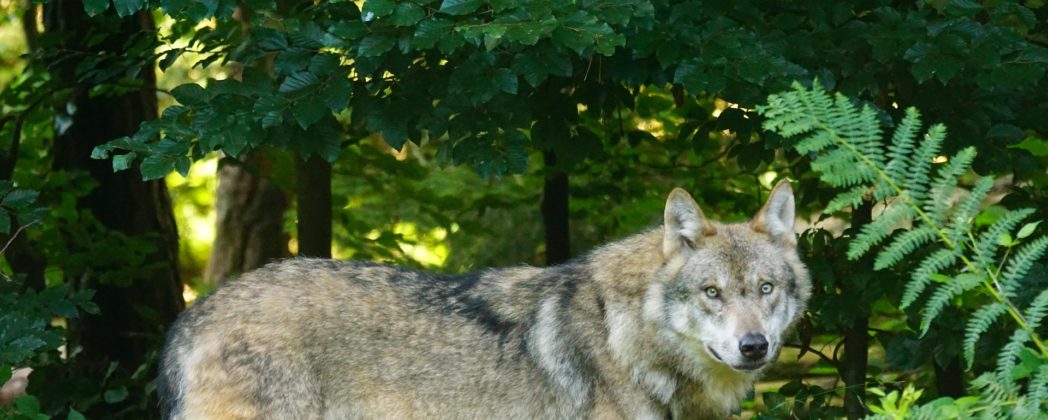 Wolf im Straßenverkehr: Todesfälle werden immer häufiger