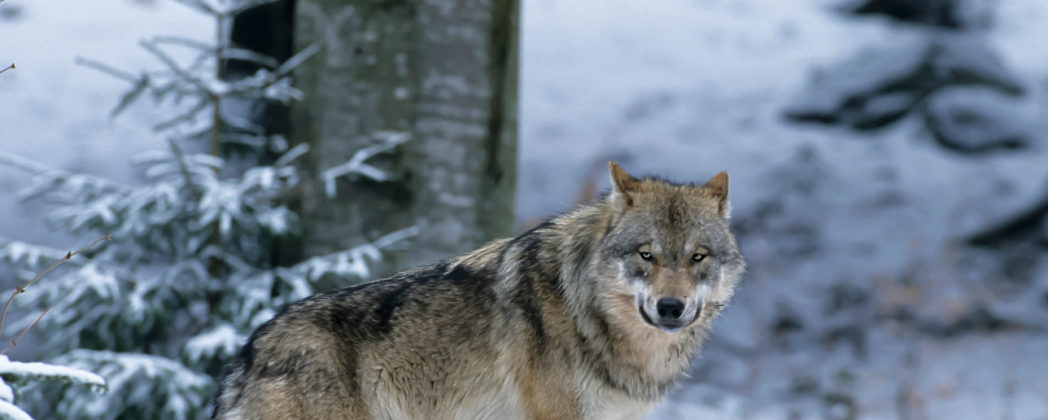 Gericht entscheidet: keine Wolfsjagd im Jahr 2026