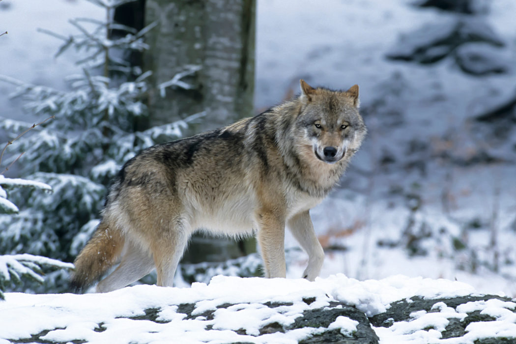 Wolf-im-Schnee-Wolfsjagd