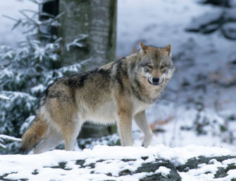 Gericht entscheidet: keine Wolfsjagd im Jahr 2026