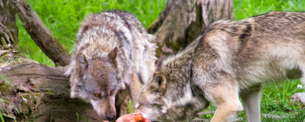 Video: Wölfe greifen Ziege am hellichten Tage an