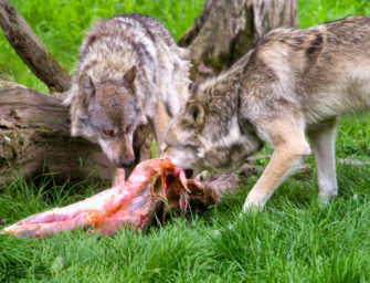 Video: Wölfe greifen Ziege am hellichten Tage an