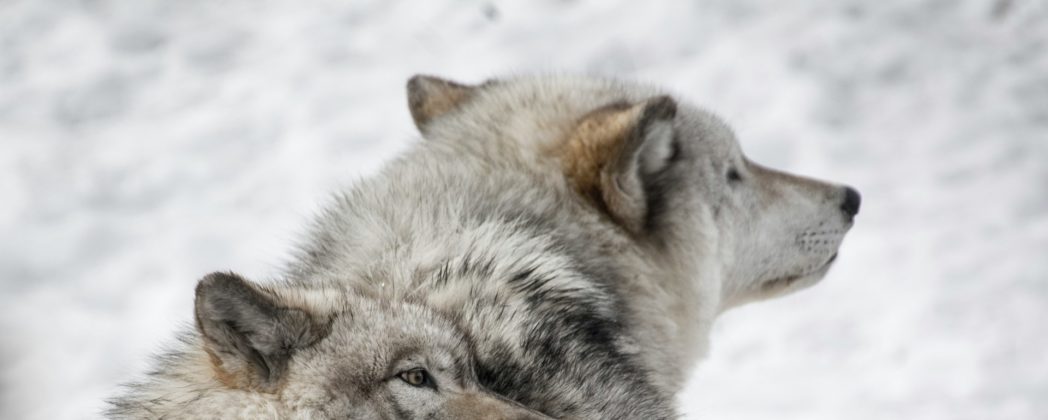 Zwei Wölfe in Brandenburg gleichzeitig überfahren: Beide Tiere tot