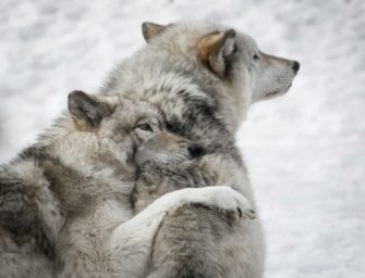 Zwei Wölfe in Brandenburg gleichzeitig überfahren: Beide Tiere tot