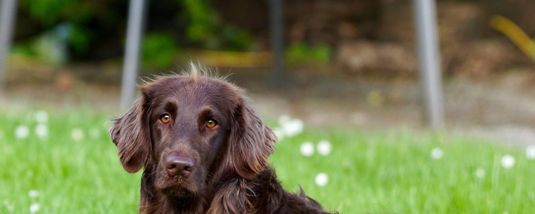 Deutsch Langhaar im Porträt: Allrounder im Revier