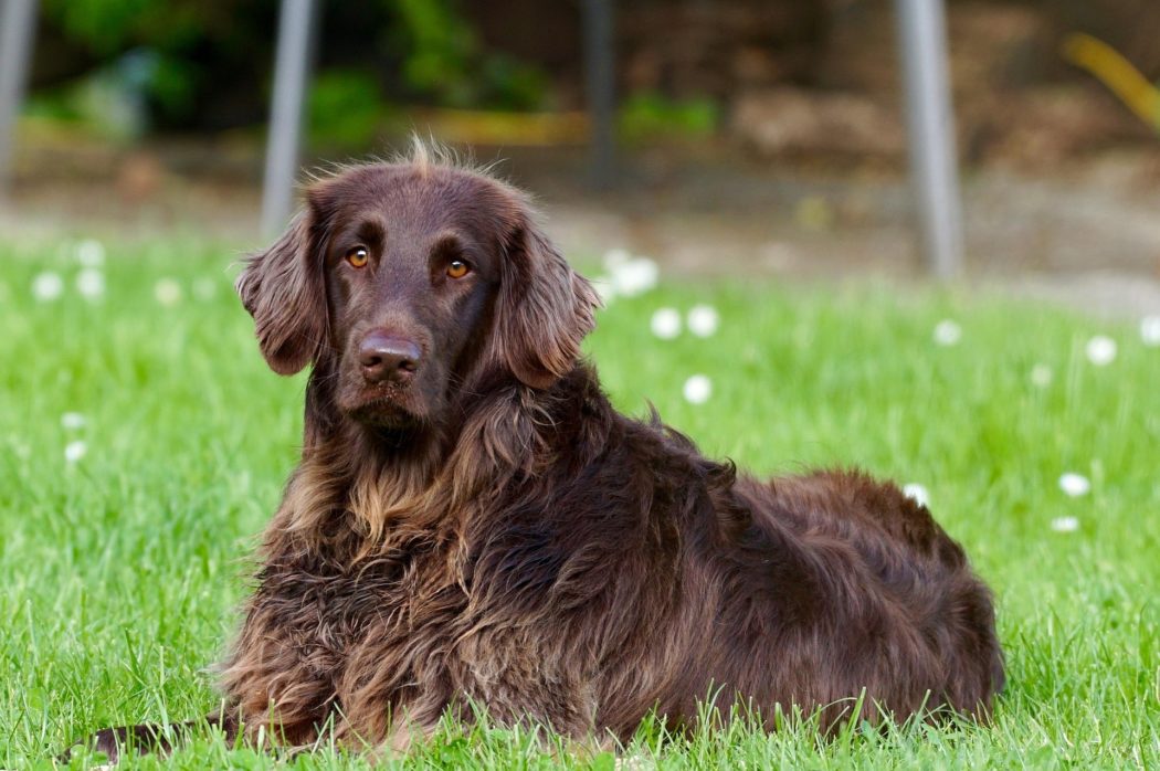 422737-german-longhaired-pointer-782498_1920