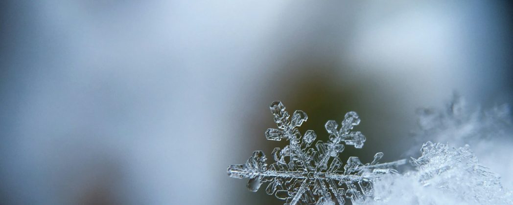 Jäger müssen Wildtiere füttern: Notzeit wegen anhaltender Kälte